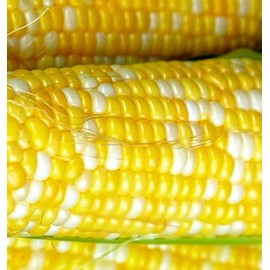 25 Peaches & Cream Corn Seeds | Hybrid | Instant Latch Garden Seeds