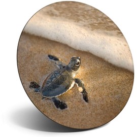 Destination Vinyl ltd Magnet for Refrigerator, Fridge - Cute Baby Sea Turtle Turtles for Office, Cabinet and Whiteboard, Magnetic Stickers, 3069