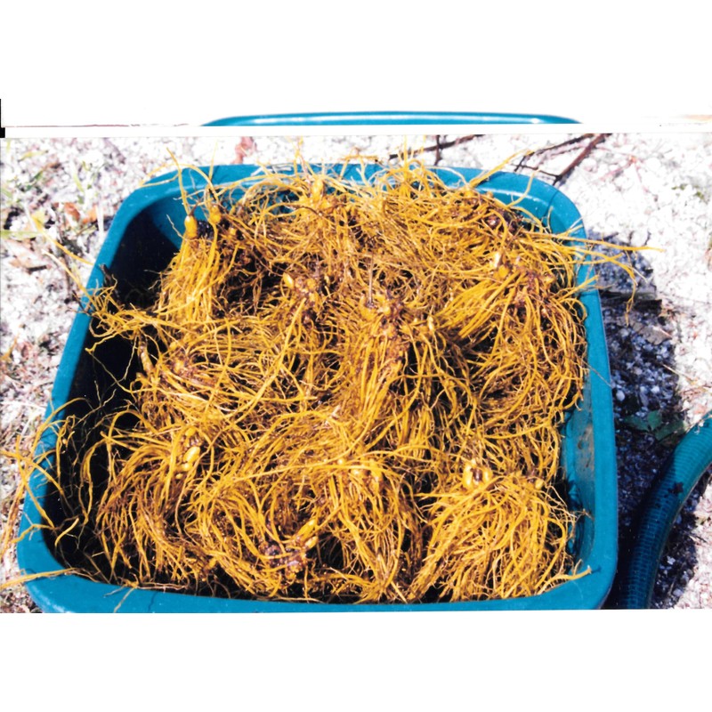 Maui Medicinal Herbs Goldenseal Root Powder 7gm = 1/4 oz.