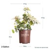 Mountain Snow Pieris (2 Gallon) Blooming Evergreen Shrub with White