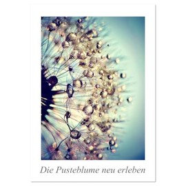 Die Pusteblume neu erleben (Tischkalender 2026 DIN A5 hoch), CALVENDO Monatskalender: Mit 12 spektakuläre Makroaufnahmen der Pusteblume ist dieser ... Blickfang an der Wand. (CALVENDO Natur)