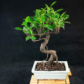 Taiwanese Ficus Shohin Bonsai Tree - Tiger Bark # 5642