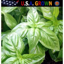 The Gardening World 250 Italian Large Leaf Basil Seeds Culinary Herb Great For Pesto