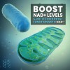 Nad+ Booster Regenerador Celular Antienvejecimiento 60caps Sabor Sin Sabor