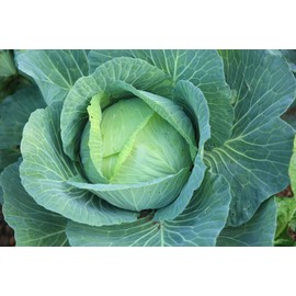 1000 All Season Cabbage Seeds for Planting 3.5+ Grams of Seeds Non GMO Heirloom USA Harvested Similar to Golden Acre Cabbage and Copenhagen Cabbage