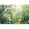 SAFLAX - Organic Tomato - San Marzano - 15 Seeds