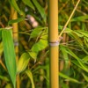 300+ PCS Green Bamboo Seeds for Planting Exotic Bamboo Seed
