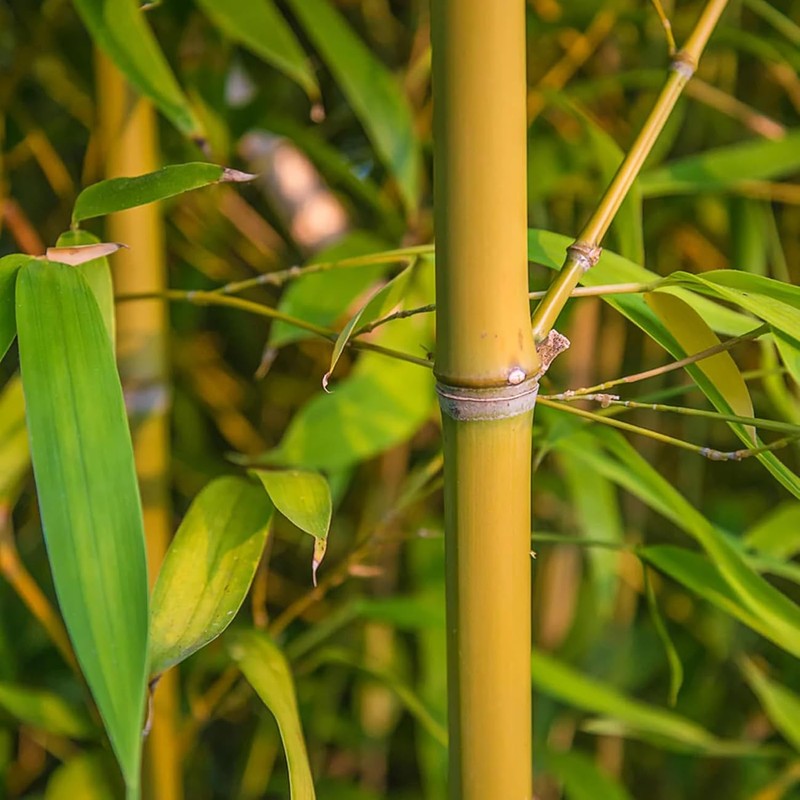 300+ PCS Green Bamboo Seeds for Planting Exotic Bamboo Seed