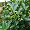 Green Peppercorns Dried Pepper Spicy Hot Premium Sichuan Spices Herbs