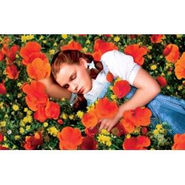 Sunshine Seeds Red Poppy flower seeds (100) / ORGANIC / FLORIDA GROWN /
