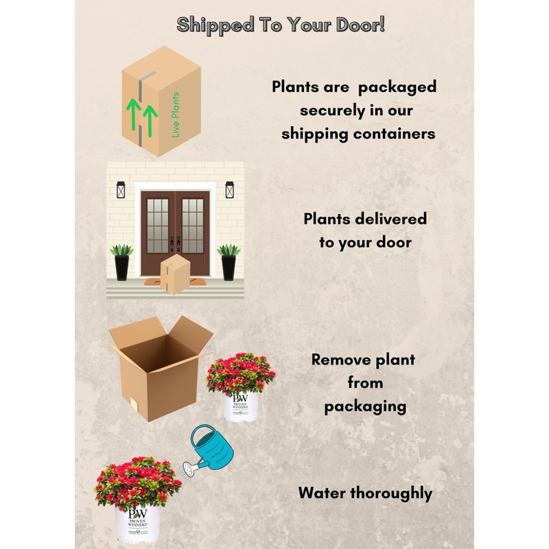 2 Gallon Proven Winners Perfecto Mundo Red Azalea Shrub