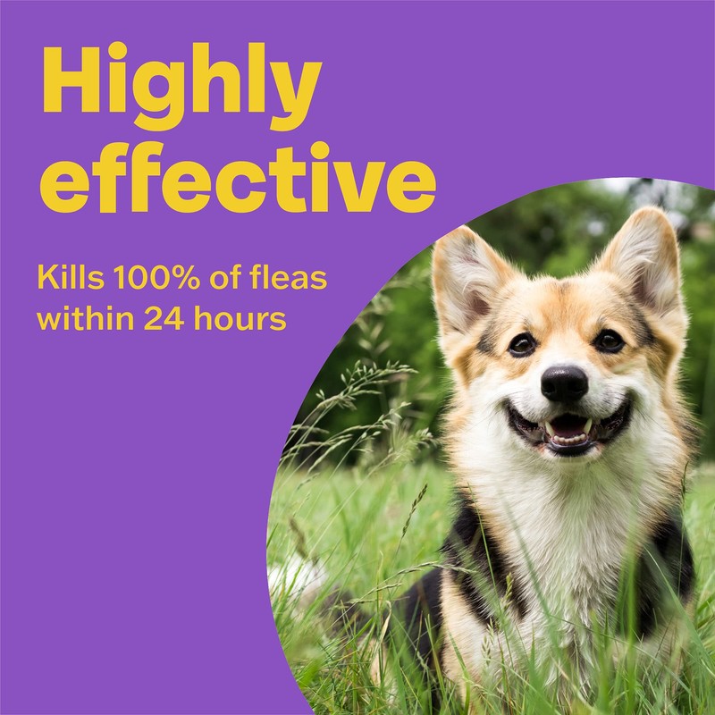 Bob Martin Bob Martin Clear Flea Treatment for Small Dogs
