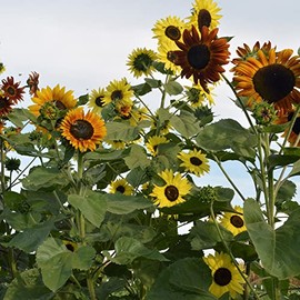 Indian Blanket Sunflower Seeds - 1 Oz ~400 Seeds - Non-GMO - Flower Garden - Helianthus annuus