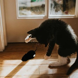 Clockwork Mouse Toy,Cat Plush Mouse Hunting Toy,Mouse Toys for Cats,Clockwork Mouse Running Toy,Mouse Racing Toy,Realistic Mouse Racing Toy for Kitten, Indoor Cat,Cat Mice and Animals Toys (Black)