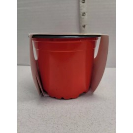 Buzzy Tomato Seeds Grow Kit Non GMO Starter Seedlings Plastic Pot New Unopened