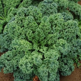 TomorrowSeeds - Curled Blue Scotch Vates Kale Seeds - 1000+ Count - for 2025 Planting USA Garden Vegetable Kales Collard Green Leaf Spinach Lettuce Non-GMO Grow Your Own Home Farm Patio Healthy