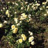 Heirloom Roses Rose Plant - Princess Buttercup™ Yellow Rose Bush,