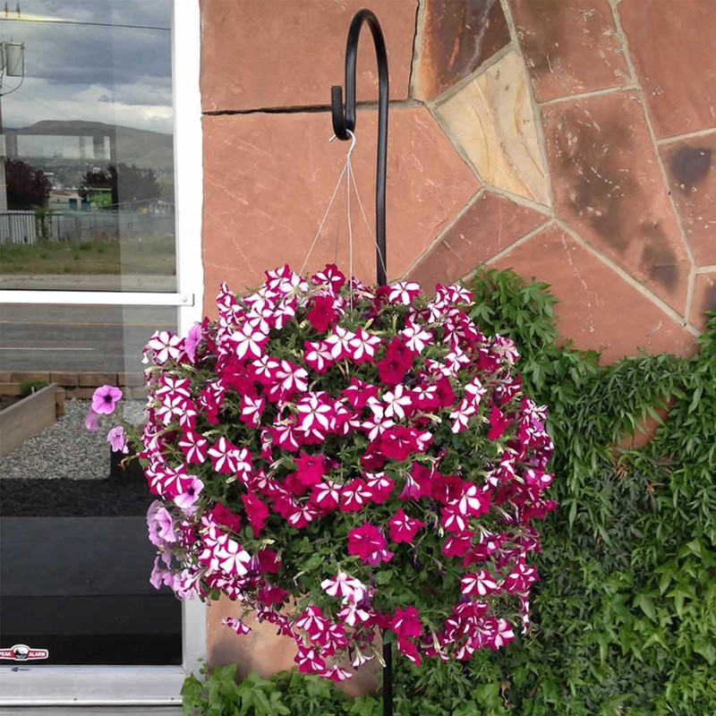 Bloom Master Hanging Baskets - 2 Gallon (3 Pack) -