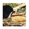 Avery Outdoors Hunting Gear Field Corn (Dozen)