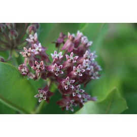 Unbranded Monarch Milkweed Seed Pod, Asclepias Syriaca,  COLD-HARDY, From Northern NY