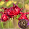 Seed-Top 50 Roselle Seeds Jamaican Sorrel Seeds Florida Cranberry Hibiscus