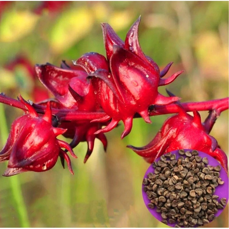 Seed-Top 50 Roselle Seeds Jamaican Sorrel Seeds Florida Cranberry Hibiscus