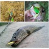 Goture 9pcs 55cm Frog Lures Set Soft Lures Frog Lures