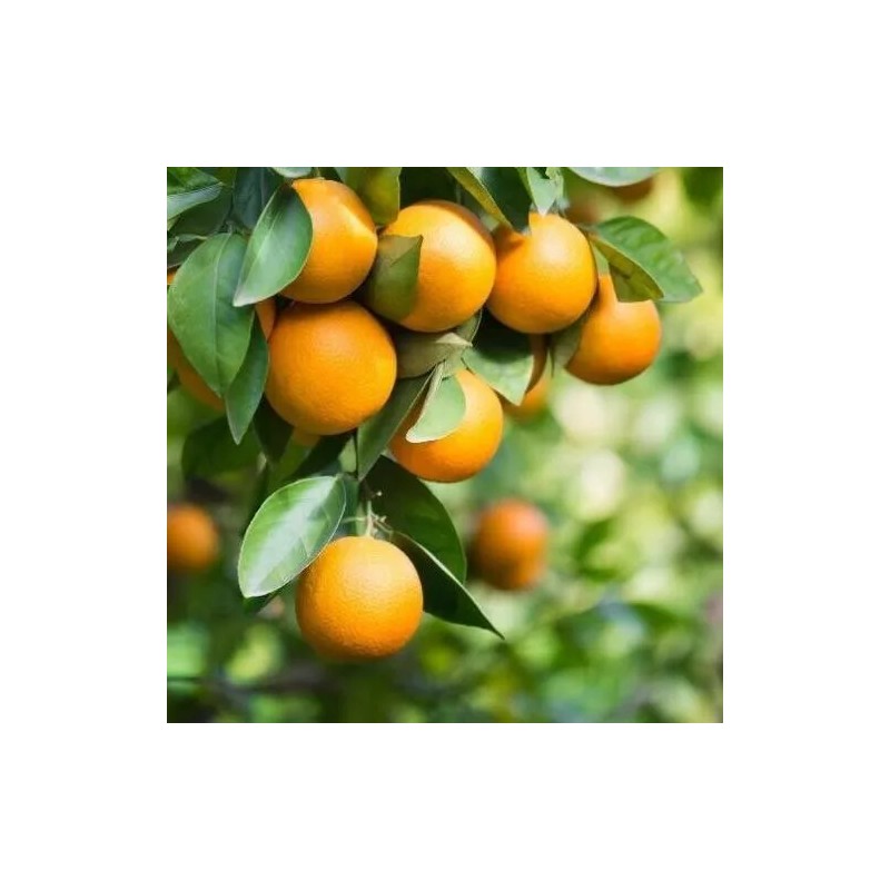 Tree Pineapple Orange Tree - 20-28" Tall - Live Plant