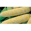 Bulk Organic Sweet Corn Seeds (1/2 LB) 1,100 Seeds