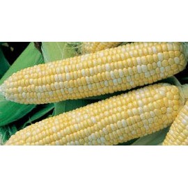 Bulk Organic Sweet Corn Seeds (1/2 LB) 1,100 Seeds