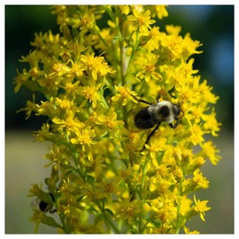 Everwilde Farms - 1/4 Lb Showy Goldenrod Native Wildflower Seeds - Gold Vault