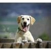 PET SUPPLEMENTS & NUTRITION LLC Vitamins for Dogs - Dog