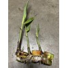Sugarcane 3 pcs Sugarcane Cutting Sweet Tropical Live Plant Ready