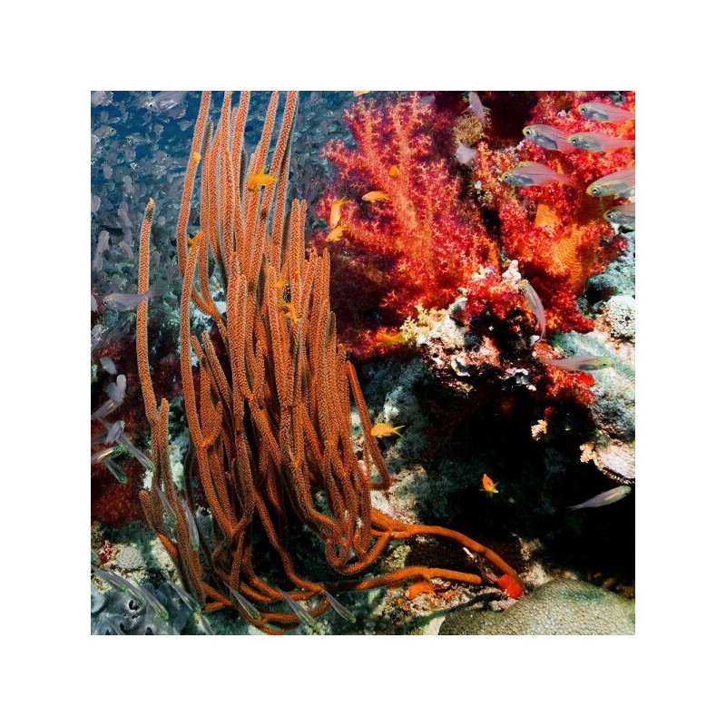 Chamgoods Domestically produced agar powder 200g 1 pack / 참굿즈