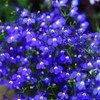 20000+ Magic Blue Creeping Thyme Seeds for Planting Ground Cover