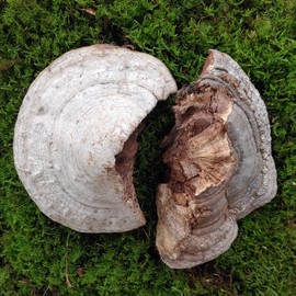 Jiri Mountain Horseshoe Mushroom Wild Horseshoe Mushroom Slices 300g / 지리산 말굽버섯 자연산 야생 말발굽 버섯 절편 300g