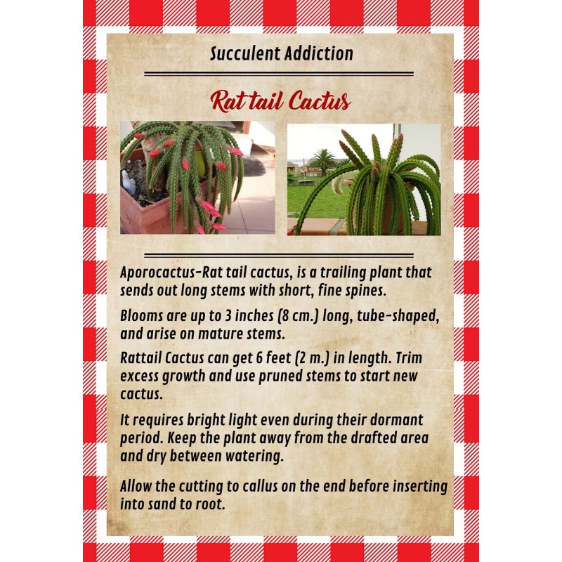 SUCCULENT ADDICTION 4" Rat Tail Live Cactus/Succule
