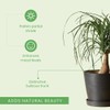 American Plant Exchange Ponytail Palm – 10-Inch Pot – Live