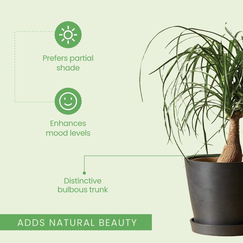 American Plant Exchange Ponytail Palm – 10-Inch Pot – Live