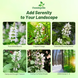 Outsidepride White Catmint Seeds - 10000 Pcs Perennial, Heat & Drought Tolerant Flower Seeds for Planting Fragrant White Blooms, Alternative Fresh Catnip for Cats, Attracts Pollinators and Hummingbird