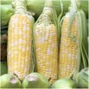 Bi-Color Sweet Corn Non-GMO Seeds, 1 Pound (3,000+ Seeds) -