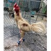 Dolphin Shop, Supplies Safety Care Chicken Hen Breeding Protect Spur