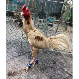 Dolphin Shop, Supplies Safety Care Chicken Hen Breeding Protect Spur Protective Rooster Botas para Gallos De Leg Gloves (F1)