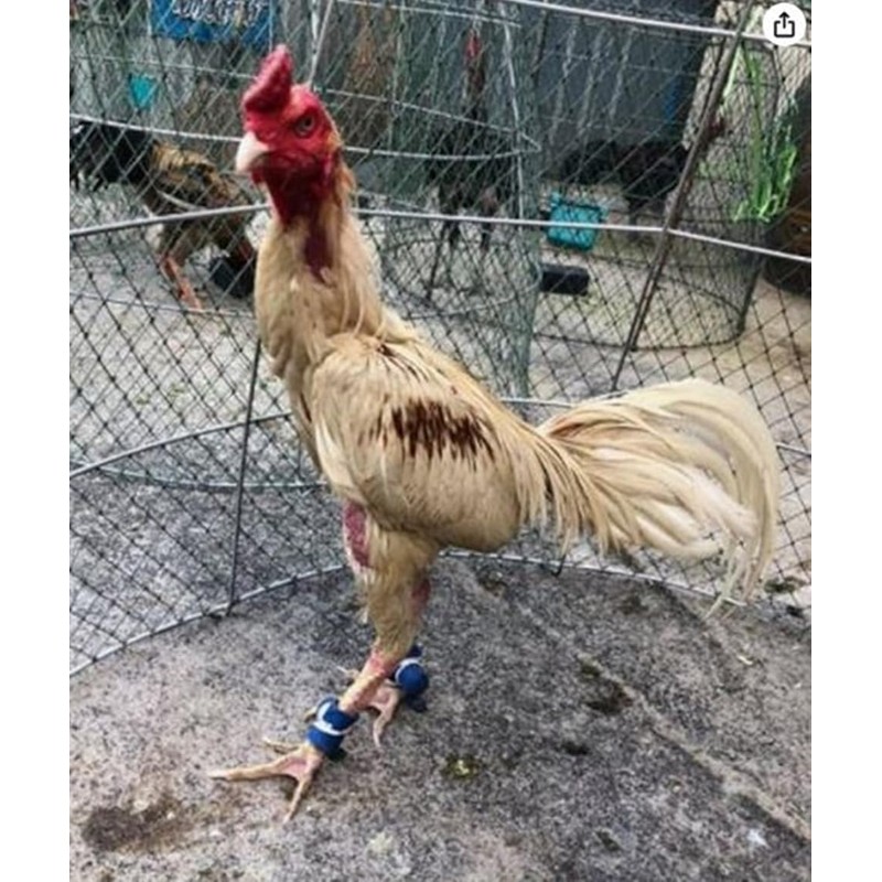 Dolphin Shop, Supplies Safety Care Chicken Hen Breeding Protect Spur