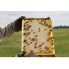 Raw Honey Pure Natural Nebraska Honey One 5lb Jug
