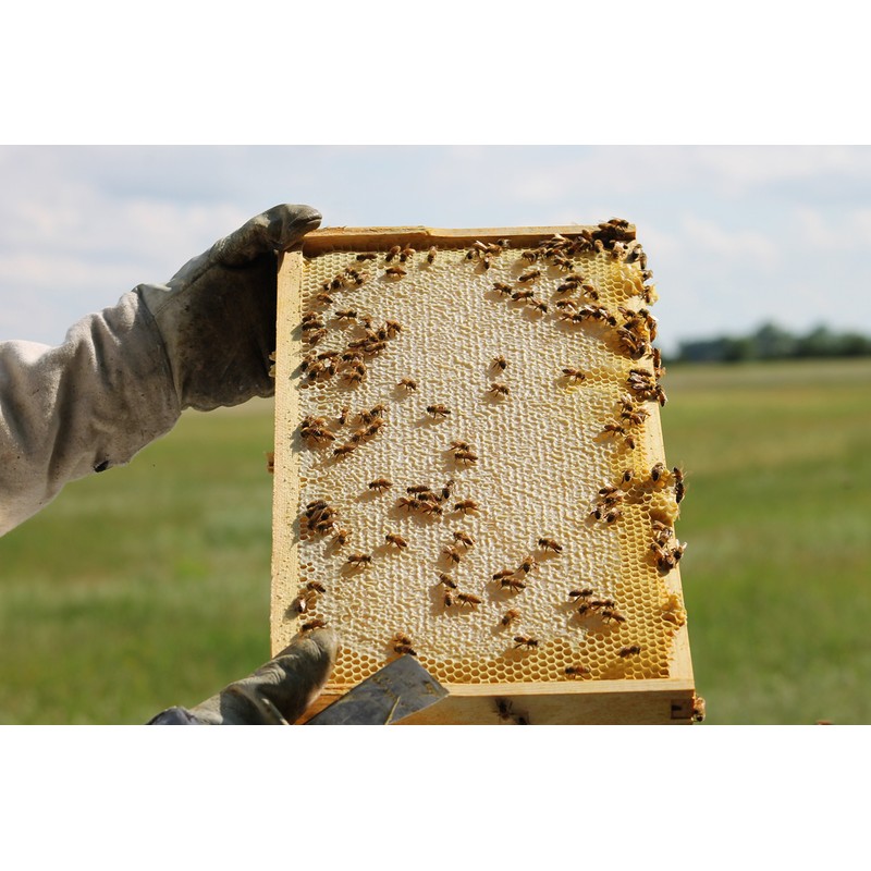 Raw Honey Pure Natural Nebraska Honey One 5lb Jug