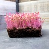 All Red Leaf Amaranth 1 Lb ~16,000 Seeds – Non-GMO,