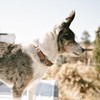 Carhartt Nylon Duck Dog Collar, Fully Adjustable Durable 2-Ply Cordura
