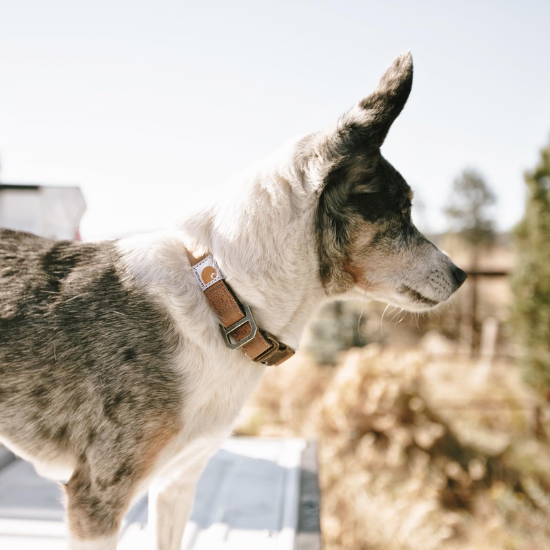 Carhartt Nylon Duck Dog Collar, Fully Adjustable Durable 2-Ply Cordura