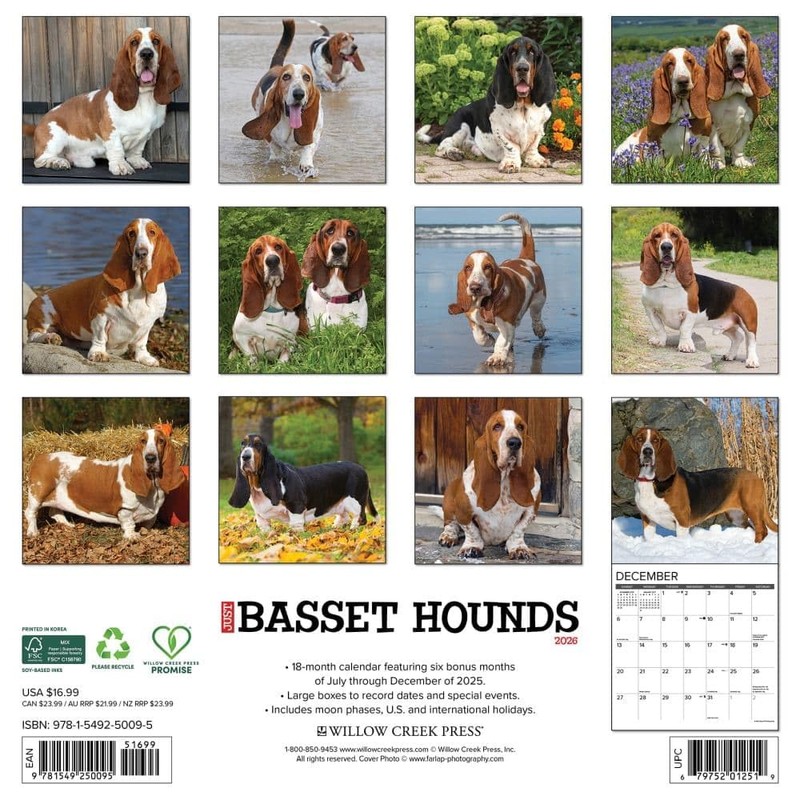 Willow Creek Press, Just Basset Hounds 2026 Wall Calendar, 12''